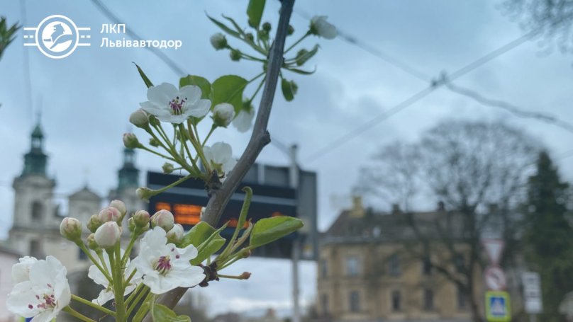 Цвітіння груш. Фото:  ЛКП «Львівавтодор»