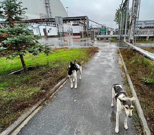 Собаки у Чорнобилі. Фото з відкритих джерел