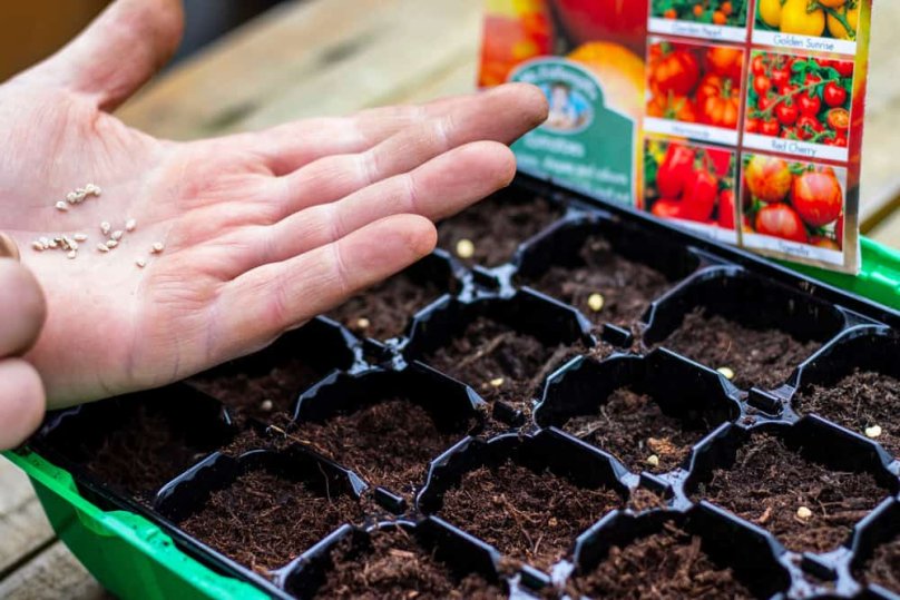 Насіння та ґрунт для помідорів. Фото: «Квітникарство інфо»