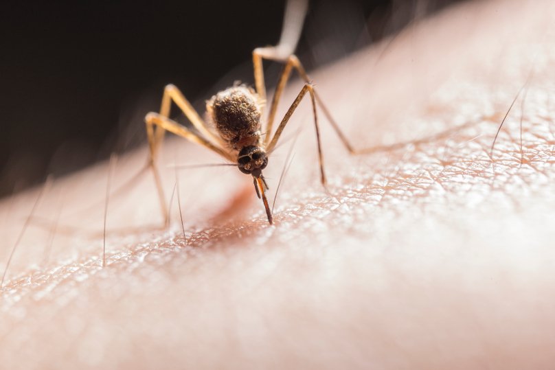 Нашестя комарів на Львівщині: чим небезпечні комахи та як від них захиститися – 01