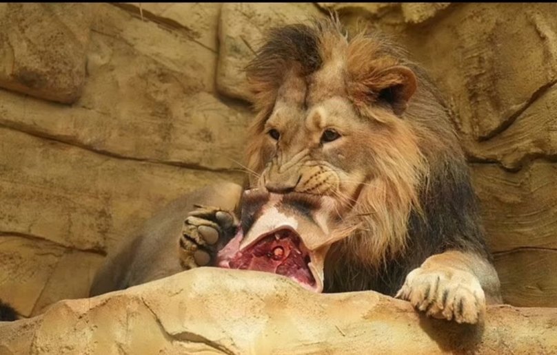 Лев їсть жирафа. Фото із соцмереж