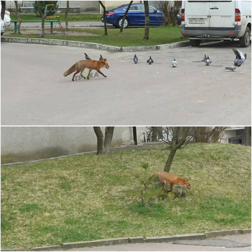У середмісті Львова помітили лисицю, яка спокійно розгулювала вулицею – 01