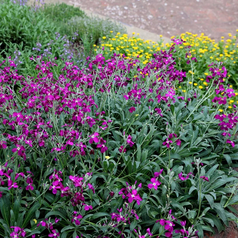 Матіола (Matthiola incana)