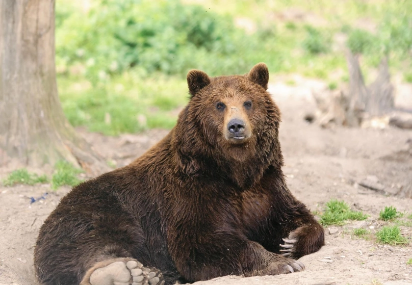 Ведмідь з притулку Домажир