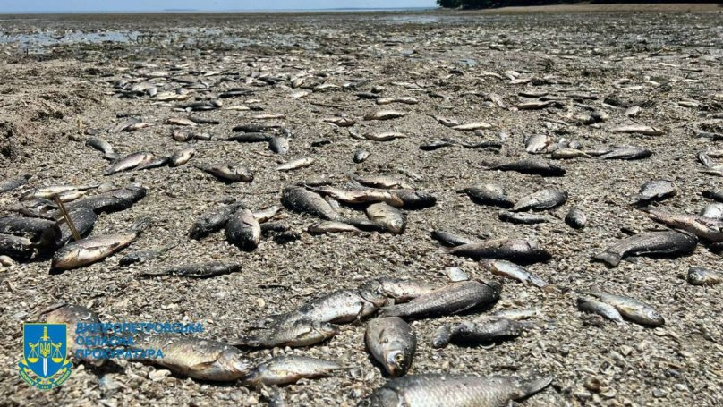 Мертва риба. Фото: ОГПУ