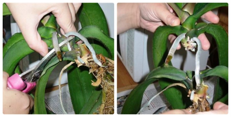 Розмноження орхідеї поділом стебла. Фото: «Квітникарство Інфо»