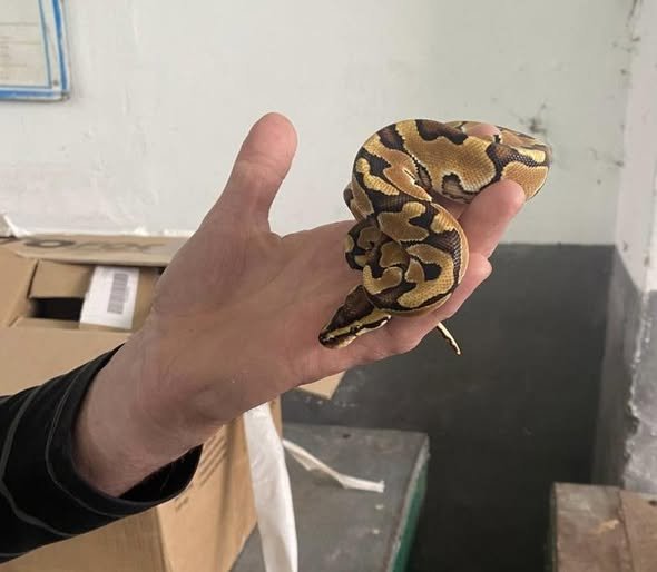 Волосся і мурахи: львівські митники показали, що намагалися провезти через кордон у 2025 році – 04