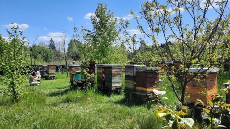 Пасіка родини Кулінець. Фото: «Суспільне»