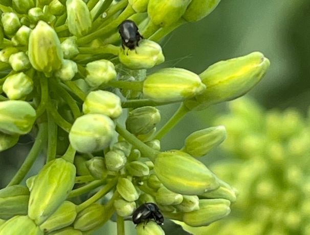 Ріпаковий квіткоїд