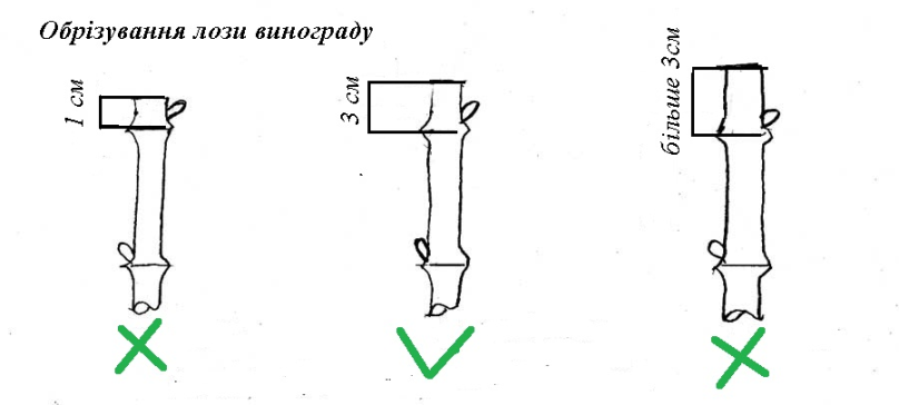 Обрізування лози винограду між бруньками. Фото: «Квітка Інфо»