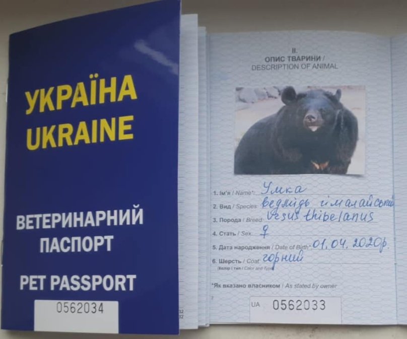 На фото паспорт ведмедиці Умки
