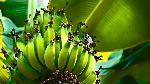 Бананова ферма. Фото: «Андреополі Тур»