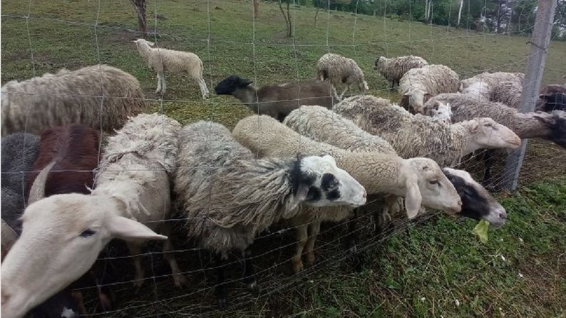 Соціальна ферма на Львівщині робить сир і допомагає дітям з інвалідністю. Фото: «Суспільне»