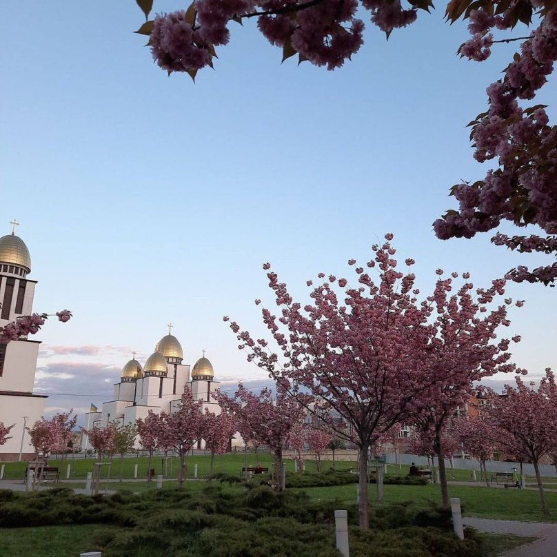  Алея сакур у парку Івана Павла ІІ. Фото: Instagram