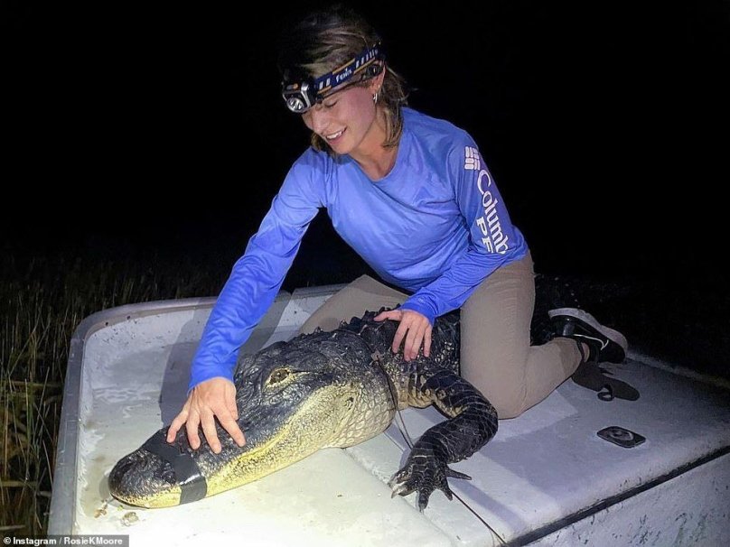 У Флориді неушкодженого алігатора витягнули зі шлунку пітона – 06