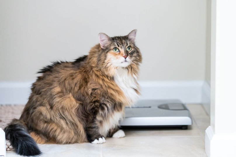Профілактика ожиріння у домашніх котів – 02