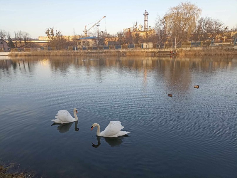 Пара лебедів з Левандівського озера зимуватиме у львівському притулку – 02