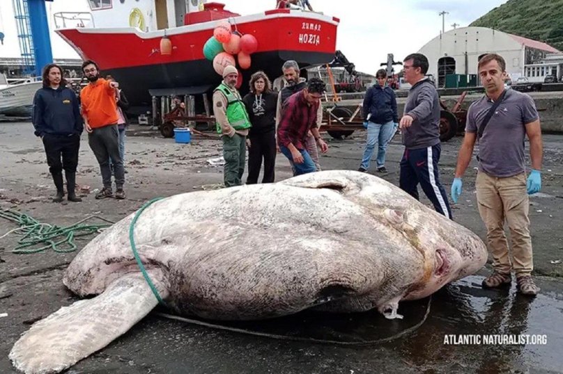 Найважча в історії: 3-тонна риба встановила рекорд – 03