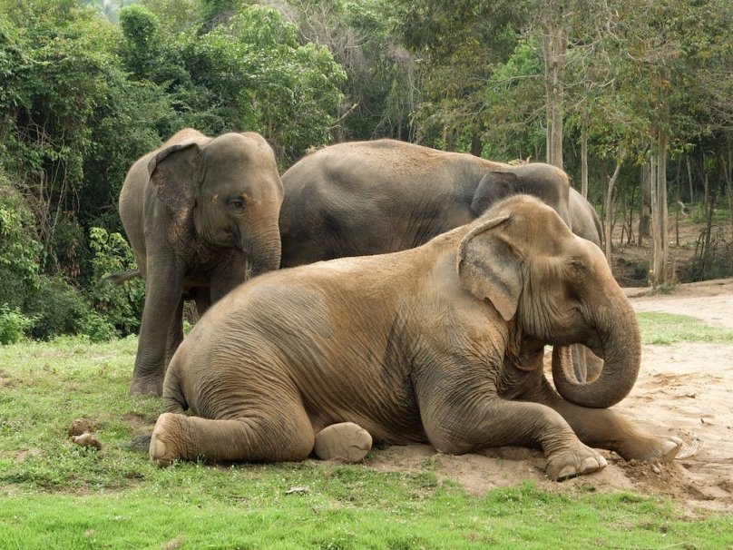 «Хильнули» і заснули: в Індії мешканці села знайшли табун  п’яних слонів – 01