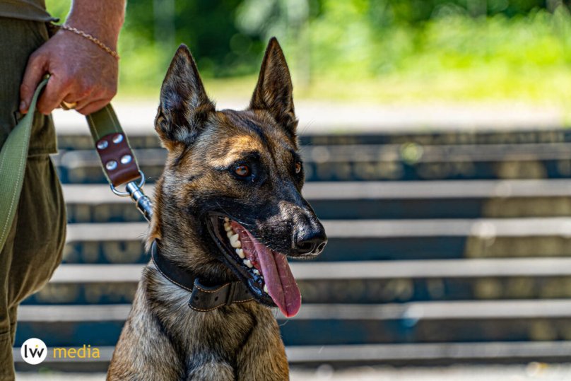 Військовий собака. Фото Lviv.Media