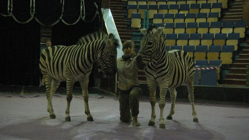 Лілія Джосан дресирує зебр у Львівському державному цирку. Фото: «Суспільне»
