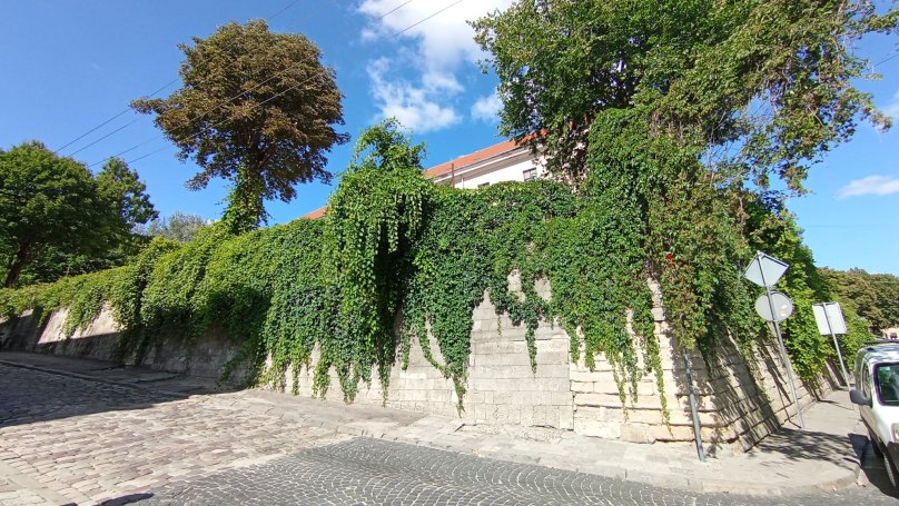 У Львові створили реєстр ліан: вже внесено 322 рослини – 04