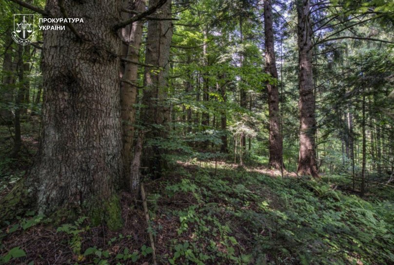 Суд зобов’язав оформити охоронний статус для майже 45 га пралісу на Львівщині – 01