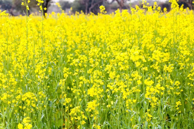 Що сіяти в серпні на грядках — поради для щедрого осіннього врожаю – 02