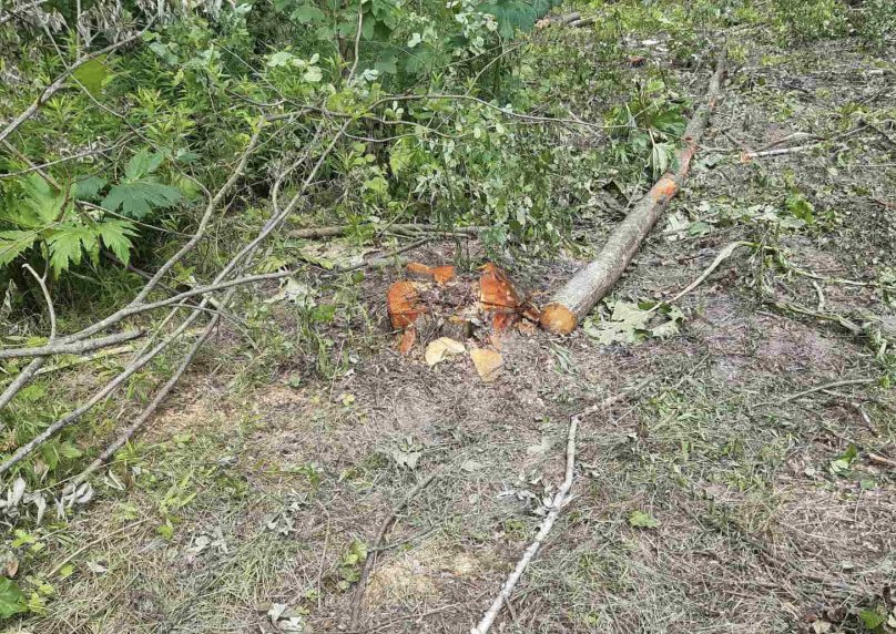 На Львівщині невідомі незаконно вирубали дерева на понад 200 тисяч гривень – 01