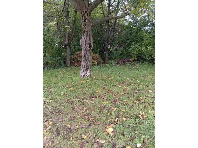 Ділянка, яку продали на аукціоні