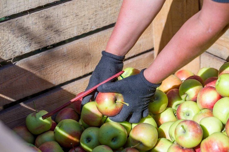 Збір яблук руками. Фото: Sodel Vladyslav