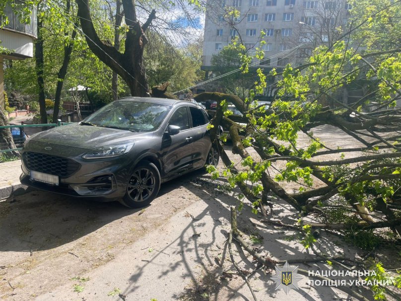 Дерево впало на автомобіль по вулиці Тарнавського