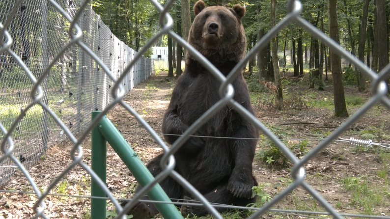 Ведмедя врятували українські військові. Фото: «Суспільне»