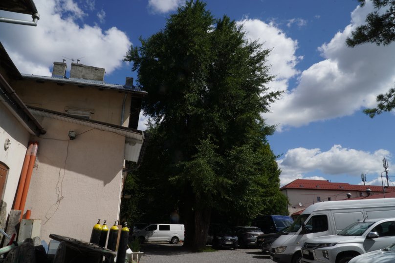 Дерево ґінкго на вул. Шота Руствелі