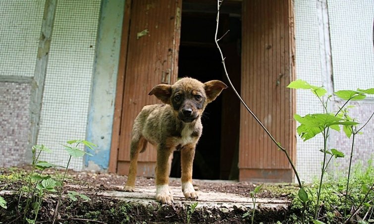 Собака у Чорнобилі. Фото з відкритих джерел