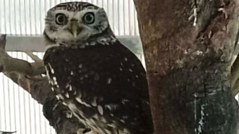 Українець намагався вивезти через кордон на Львівщині рідкісну сову – 01