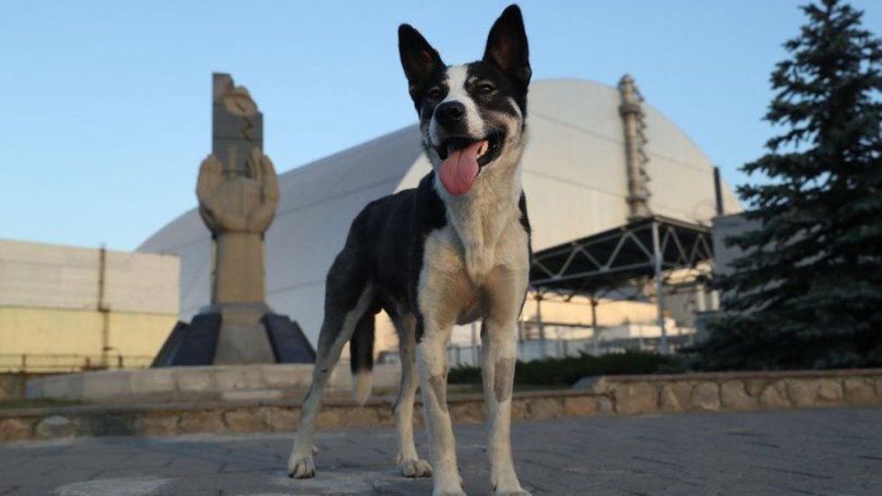 Собака у Чорнобилі. Фото з відкритих джерел
