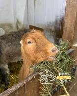 Кози їдять ялинку