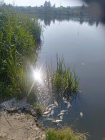 У Лисиничах перевіряють воду після загибелі понад сотні карасів – 02