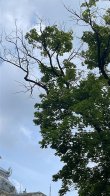 У Львові скаржаться на сухі гілки дерев, які падають на голови містянам на лавках біля Оперного театру – 02