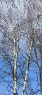 У Львові просять прибрати масивну гілку, що застрягла на дереві та нависає над лавкою – 02