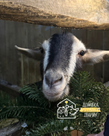 Кози їдять ялинку