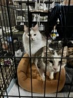 "Домівка врятованих тварин" шукає господарів для 32 котів, яких евакуювали з Миколаєва – 02