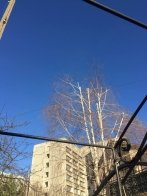 У Львові просять обрізати дерево, в якому заплутались дроти радіо – 01