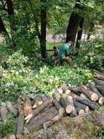 Фото розкряжовування дерева комунальниками