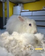 Львівʼянка утримувала 40 кролів у двох квартирах в центрі міста – 04