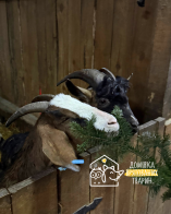 Кози їдять ялинку