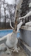 У&nbsp;Стрийському парку виготовлять нові скульптури лебедів для фонтану (фото) – 02