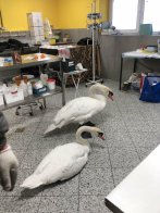 З львівського озера терміново евакуювали лебедів через сильні морози – 02