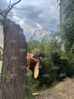 У Львові сильний буревій повалив дерева у різних частинах міста – 04